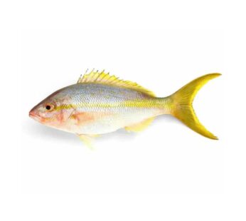 GREEN Tail Snapper