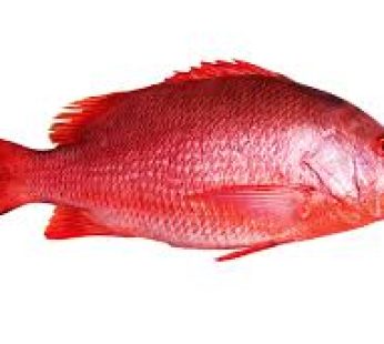 Red Snapper B Liner 1-2lbs (25lbs)